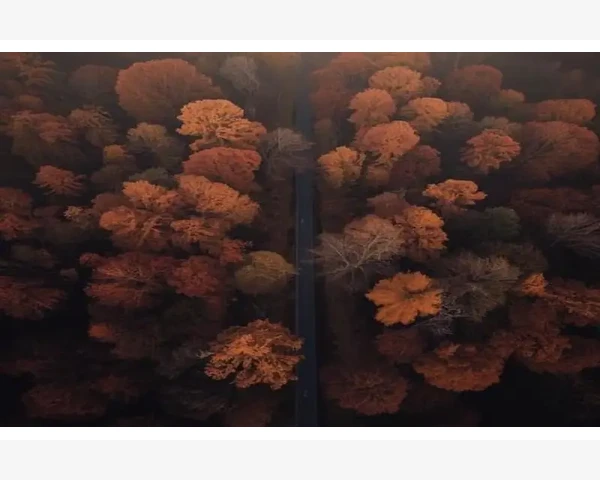 MT4完整交易流程从零开始到熟练操作_账户准备与平台基础设置_5
