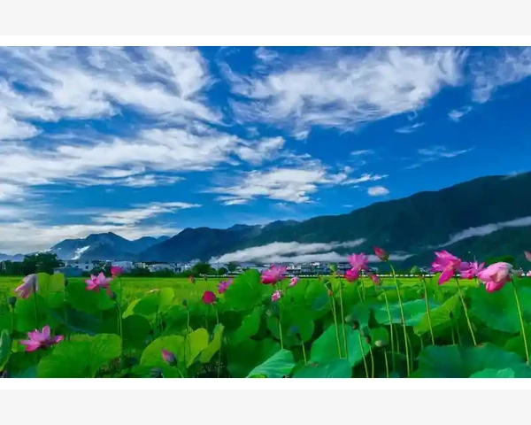 MT4止盈止损触发方式单一如何实现差异化设置_正确看待MT4成交量的局限性